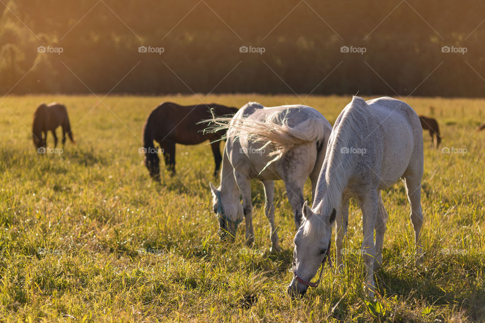 group of chestnut and white horses graze in a paddock.