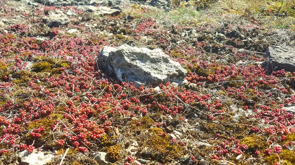 Alvaret