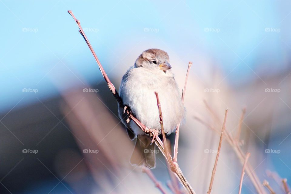 Little sparrow on branch