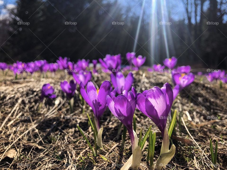 Crocus in the sun