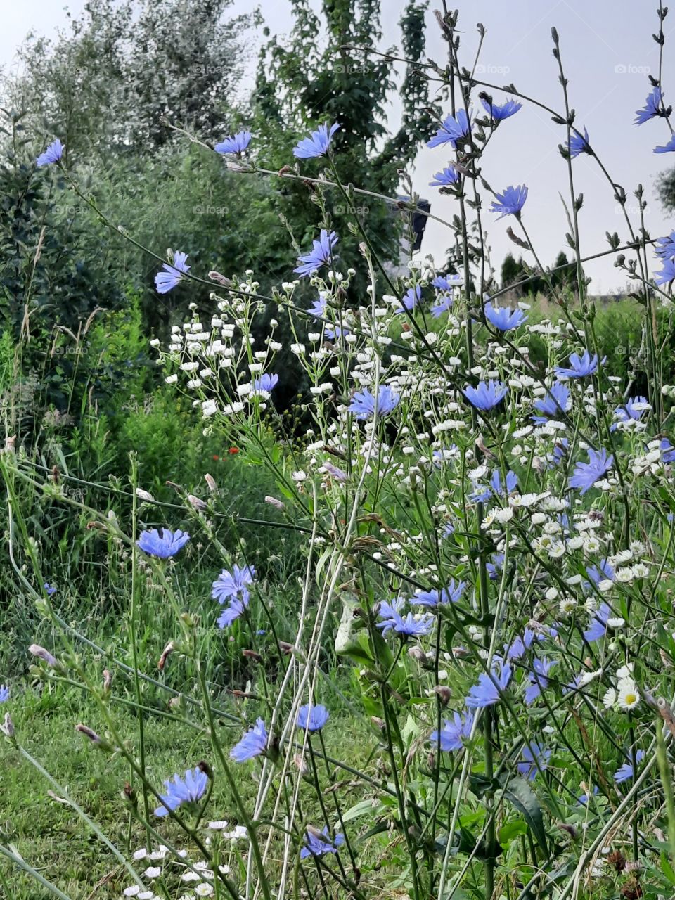 summer meadow  with flowers