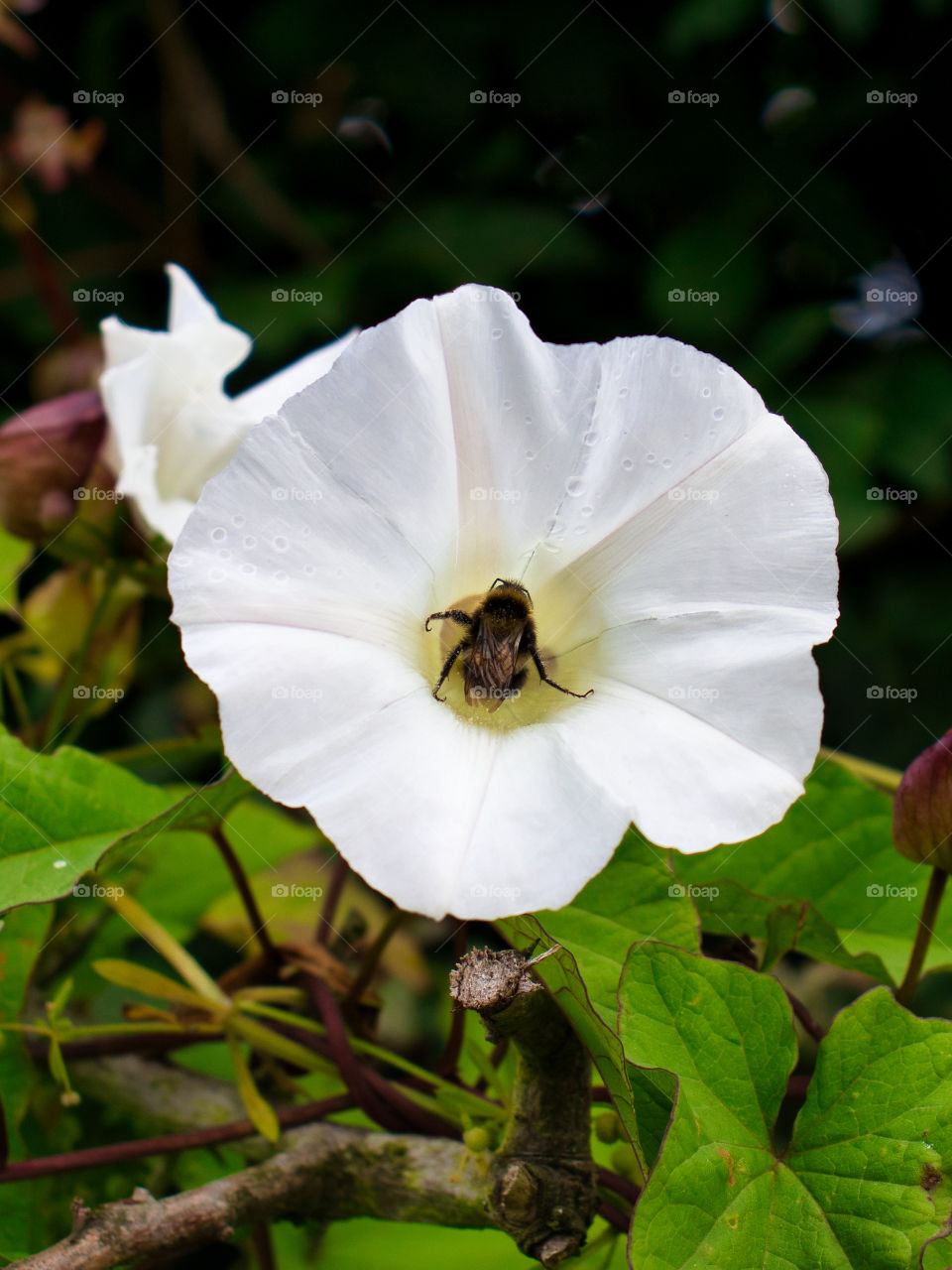 bee pollenating wild flowers