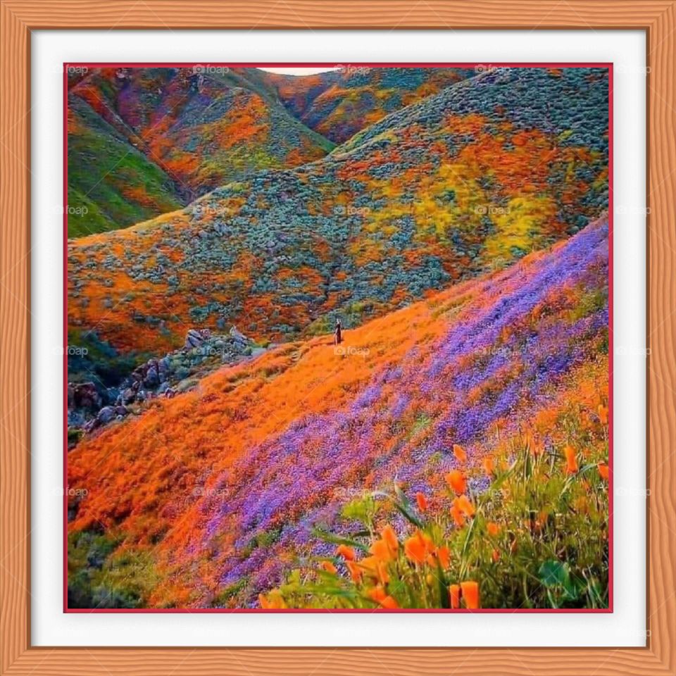 frame of beauty of God's creation