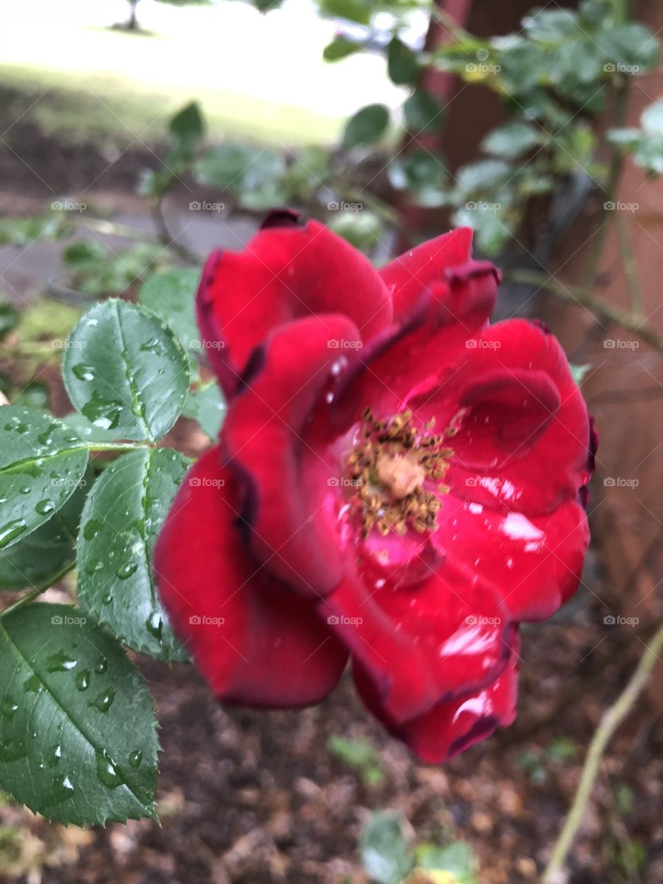 Pretty rose drizzled from the rain