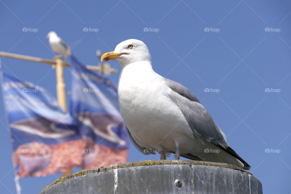 Seagull 