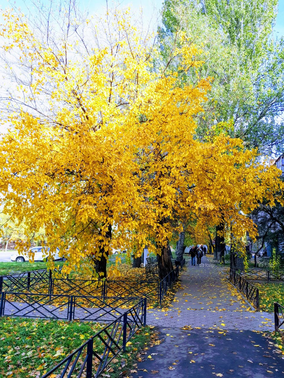 Yellow leaves. Autumn walkway