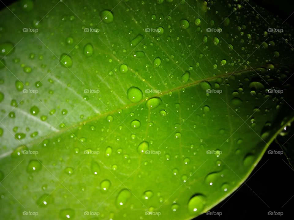 water drop on leaves