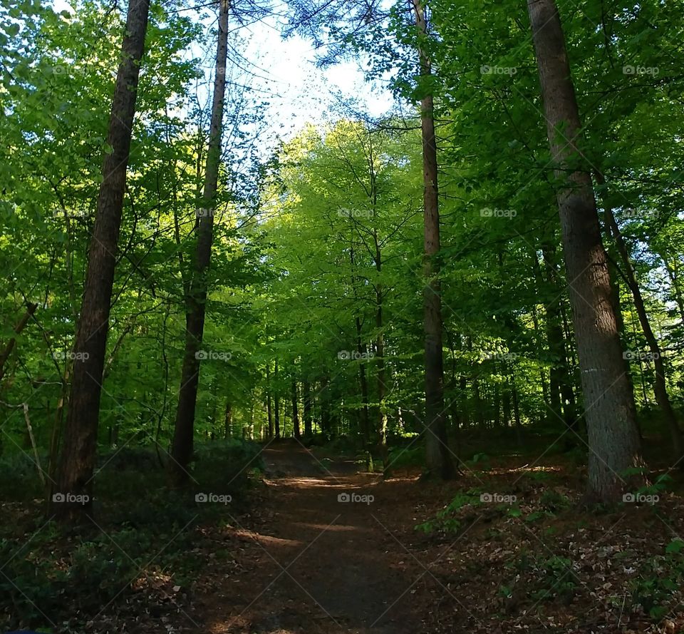 Eald grün weg nature baum Bäume Wald