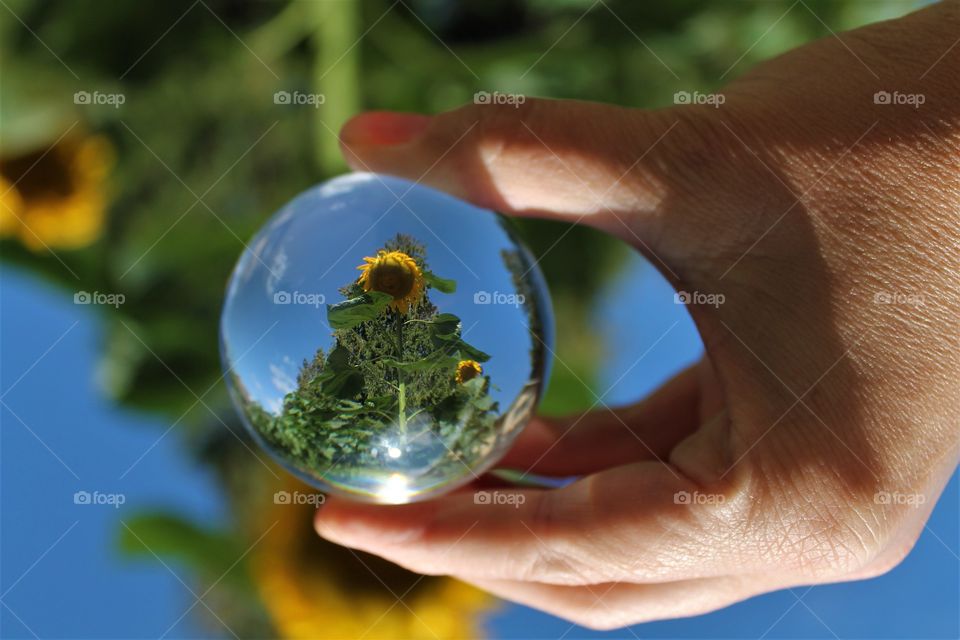 sunflower in a globe