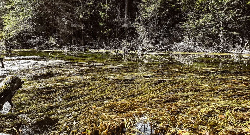 nature
