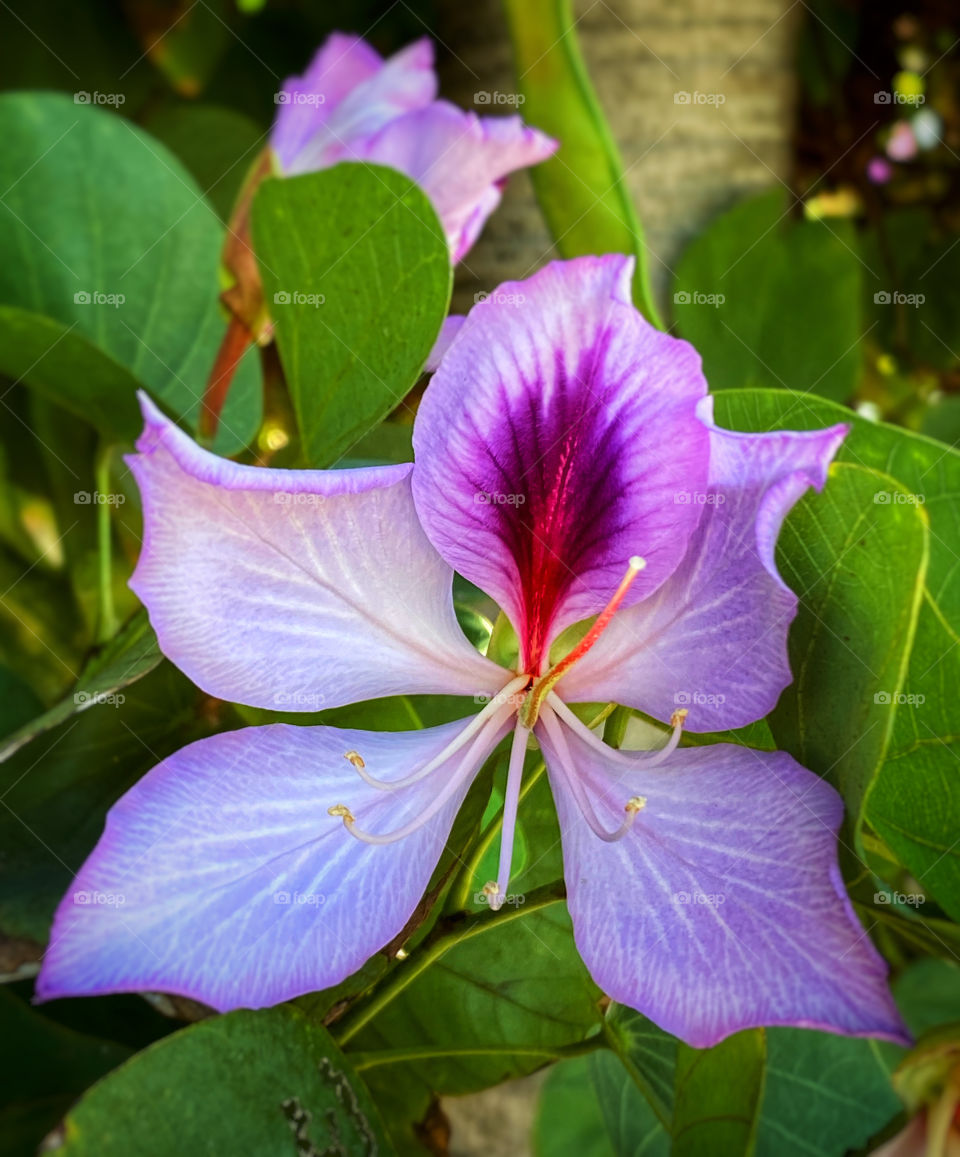 Hawaiian orchid tree flower