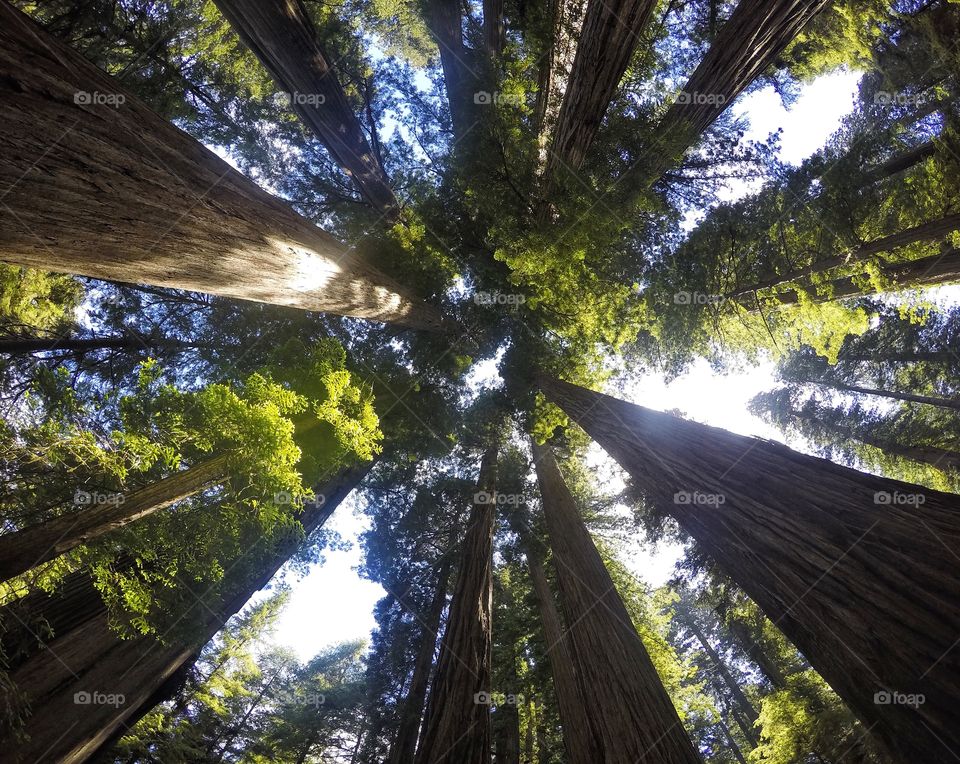 Tall redwood trees in national park in California