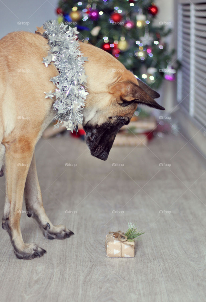 Malinois & gift