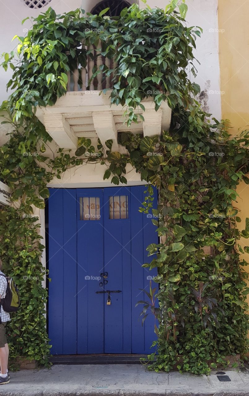 Ivy, House, No Person, Door, Architecture