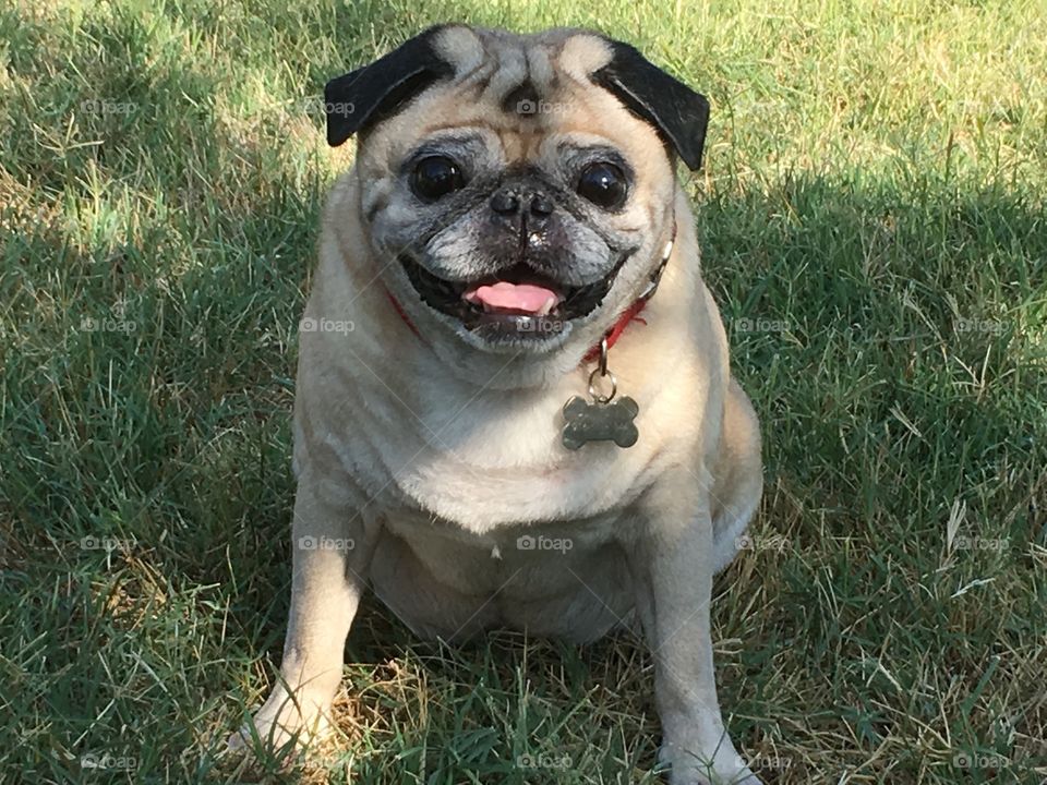 Happy pug 