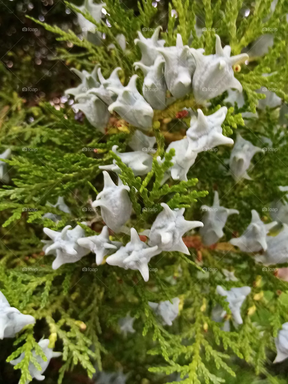 Baum