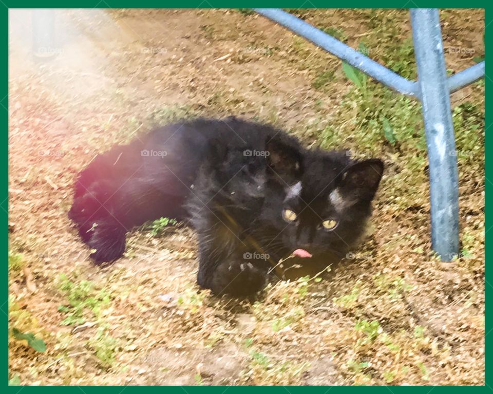 A very adorable kitten.