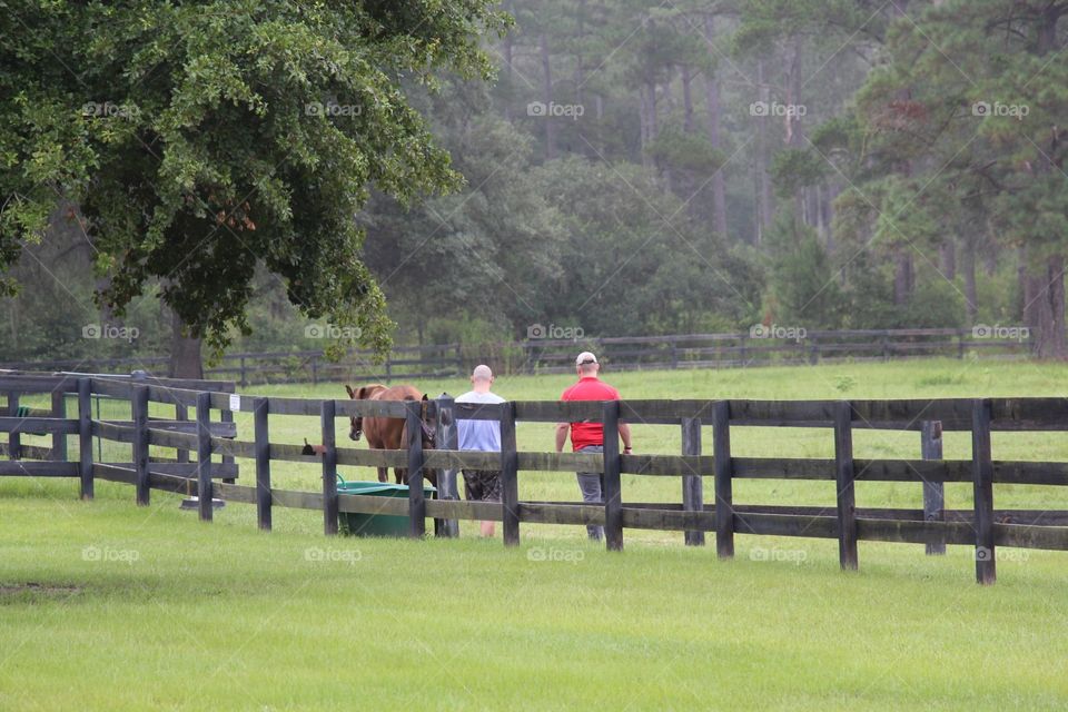 Horse farm 