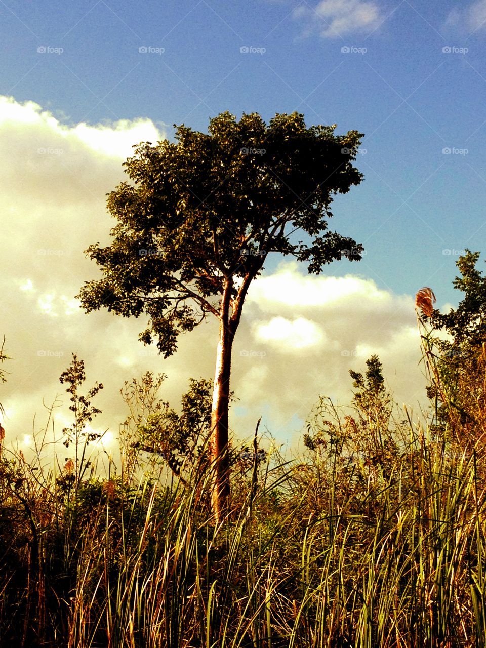 Stand alone. Everglades