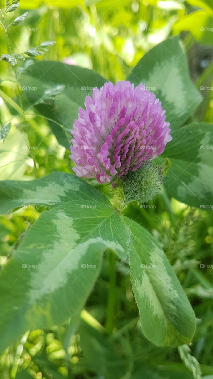 pink and green mixed clover ball