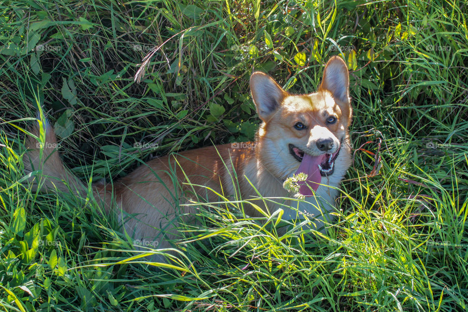 breed corgi dog for a walk