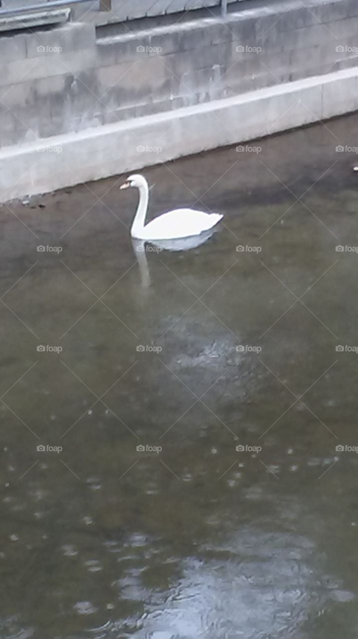 swan on the water in the rain