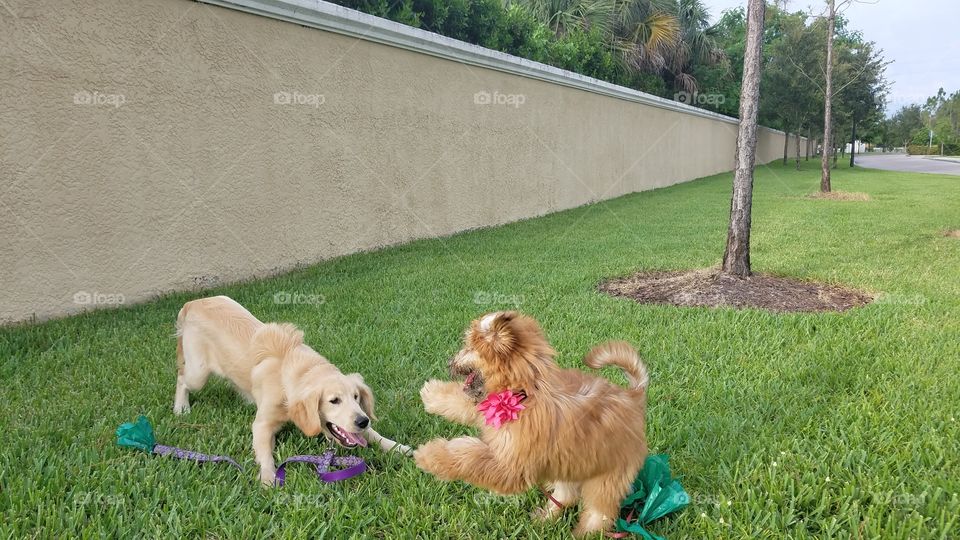 pup playtime 💕💜