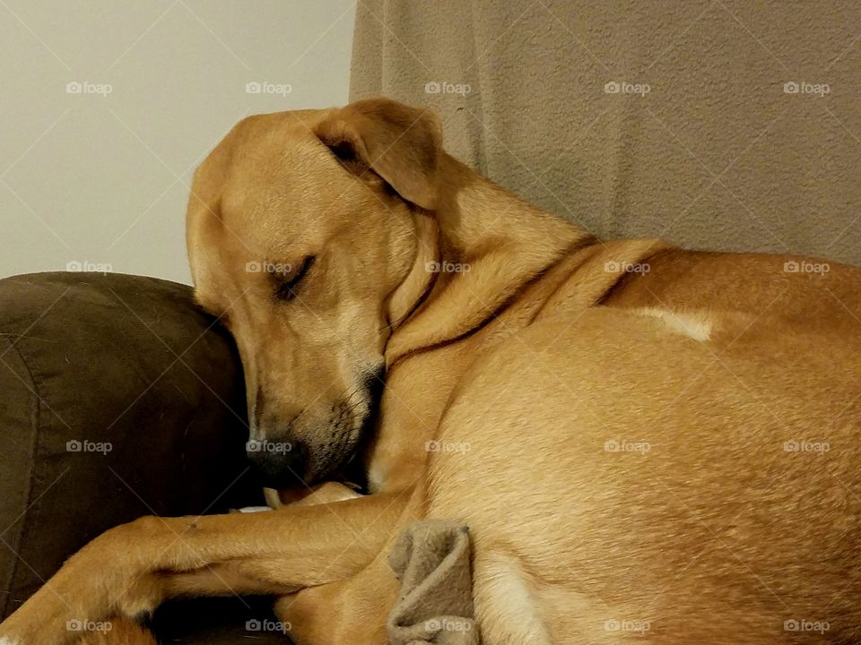 Sleepy Thor still stuffs himself in his favorite chair