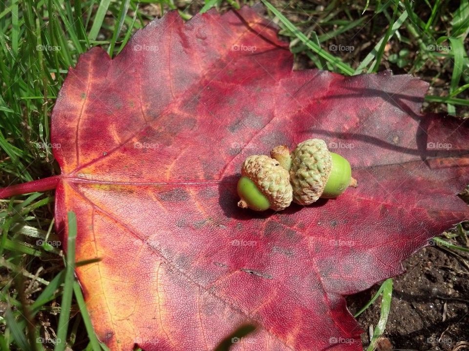 acorns
