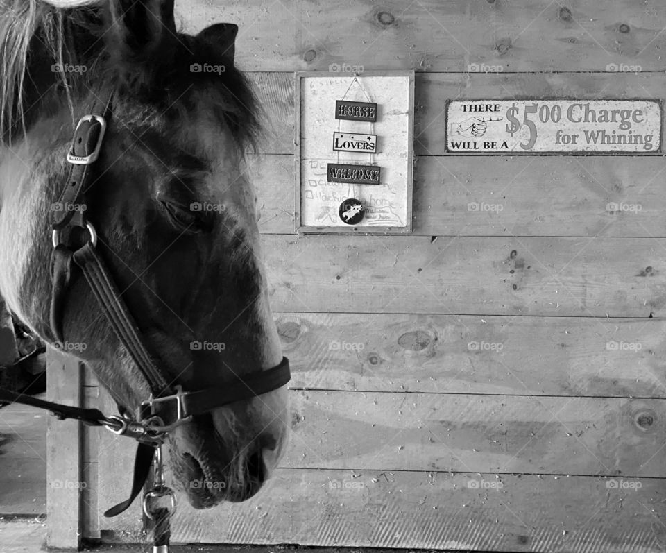 Horse in stables, Barnstable, MA