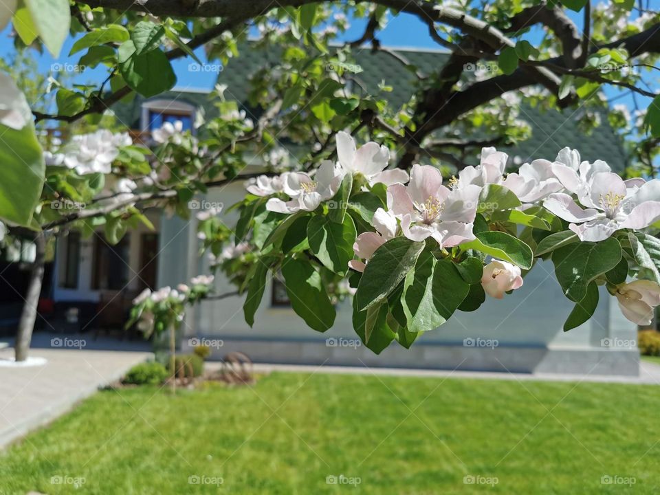 Blossom quince tree in Moldova