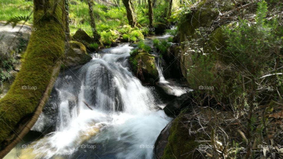 Water, Waterfall, Nature, Wood, Stream