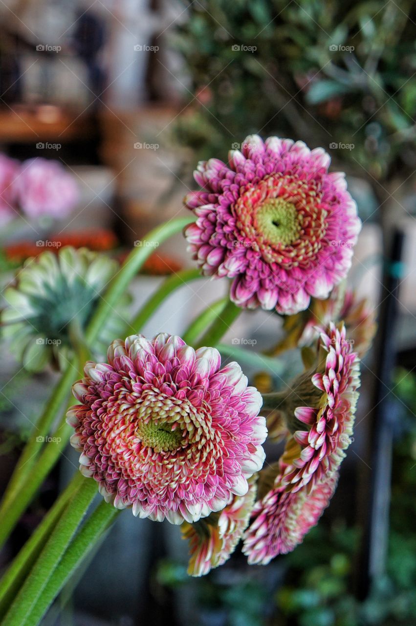 Pink flowers