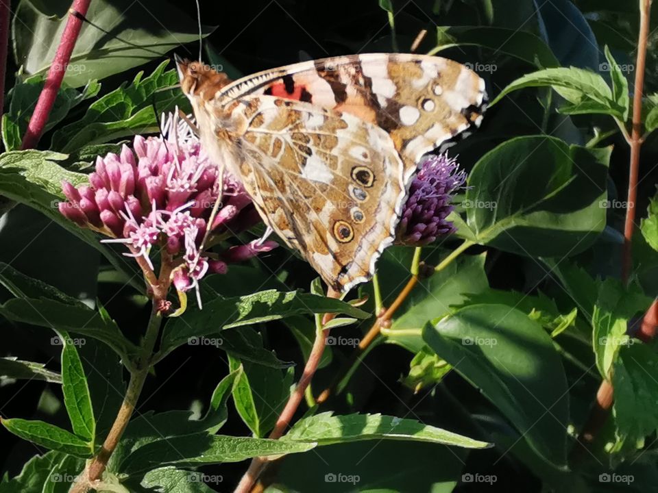 Zusammengeklappter Schmetterling