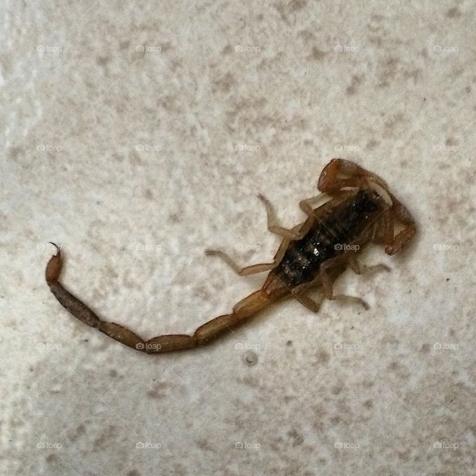 Scorpion