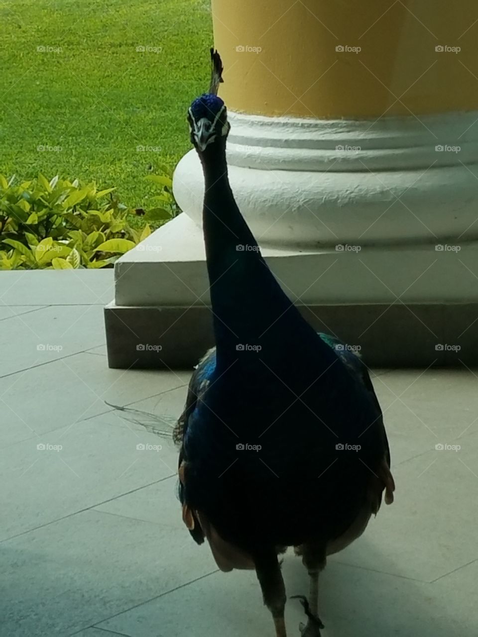 Peacock at Breakfast