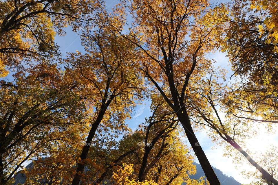 Autumn , and trees are golden 