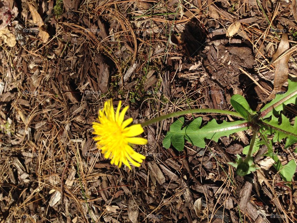Lonely Dandelion 