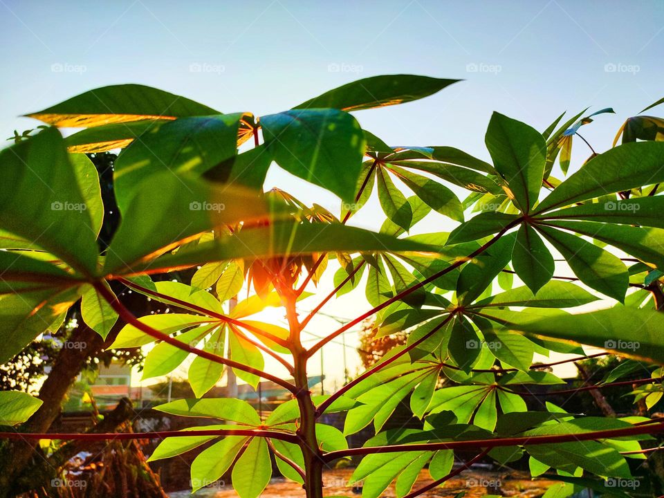 The sun is starting to shine behind the cassava leaves