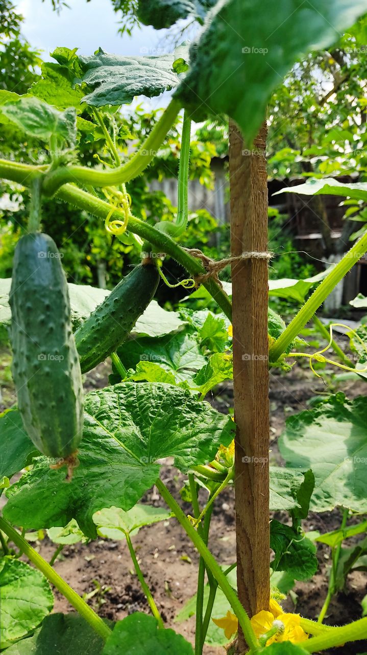 Cucumbers in our garden