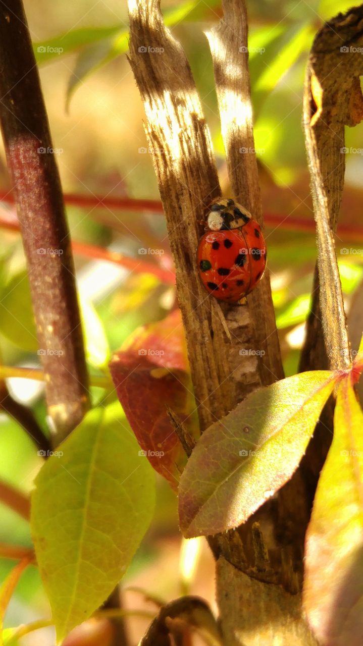 Ladybug in the shade