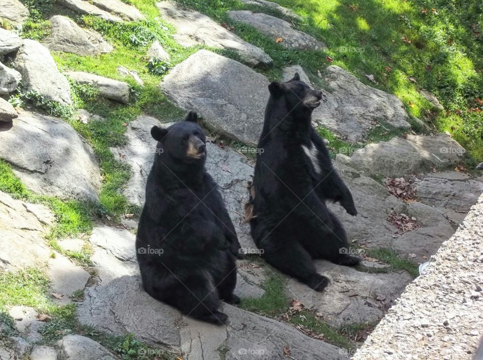 Bear sitting on rock