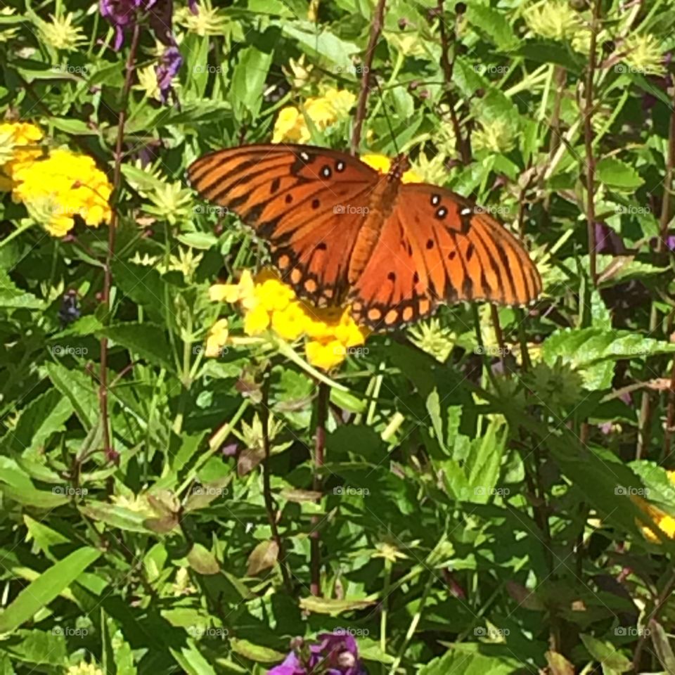 Butterfly. Summer garden sunshine nature fresh sweet blossom pollen nectar monarch