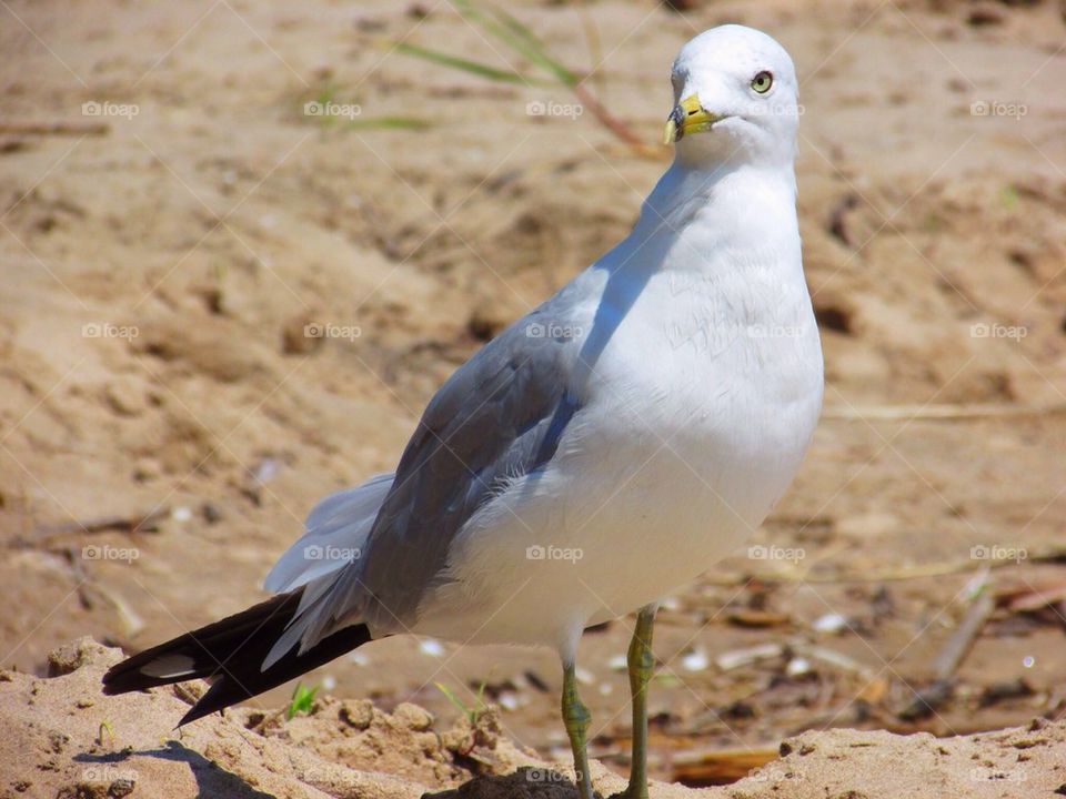 Sandy Seagull