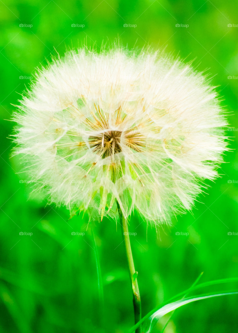 Dandelion dandy . A solo dandelion 