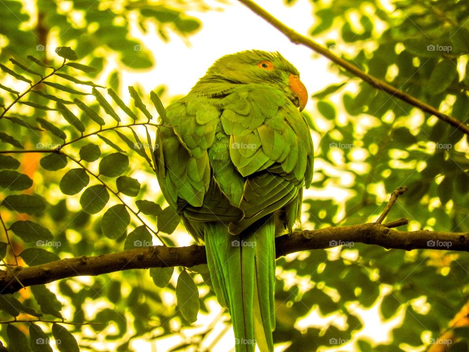 Close-up of parrot sitting on branch