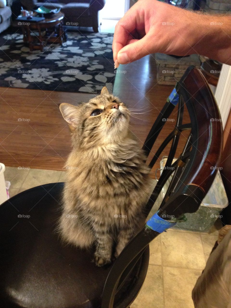 Cat begging