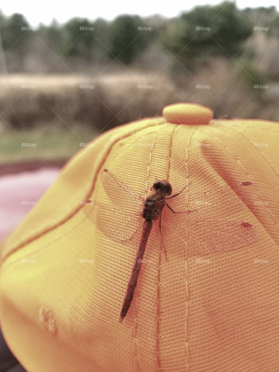 Dragonfly on hat