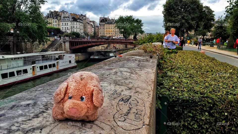 pig in Paris