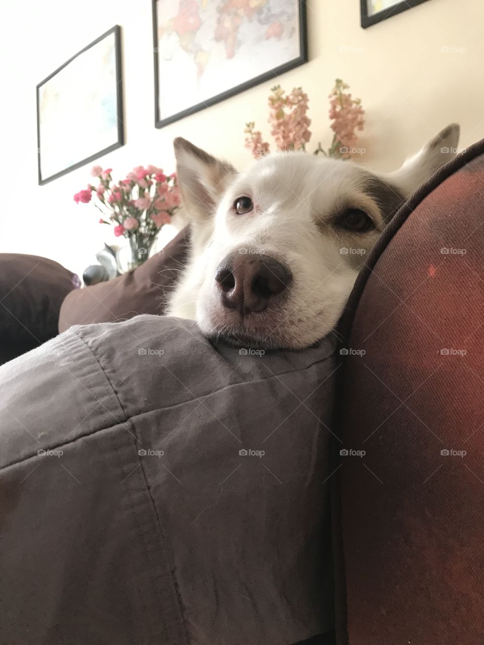 Dog using a pillow like a human with flowers in the background 